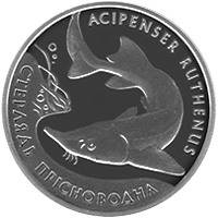 Стерлядь прісноводна, реверс