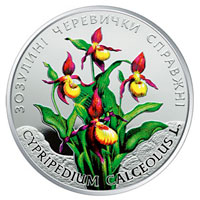 Зозулині черевички справжні, реверс