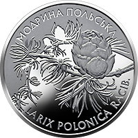 Модрина польська, реверс