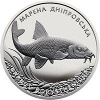 Марена дніпровська, реверс