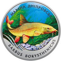 Марена дніпровська, реверс