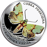 Совка розкішна, реверс